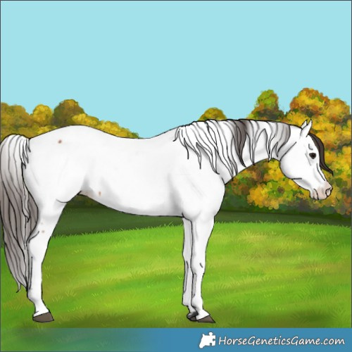 Horse Color:Bay Near Fewspot 