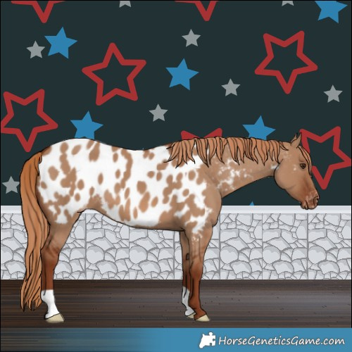 Horse Color:Red Dun Appaloosa