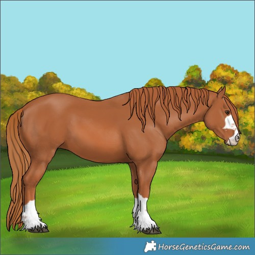 Horse Color:Chestnut 