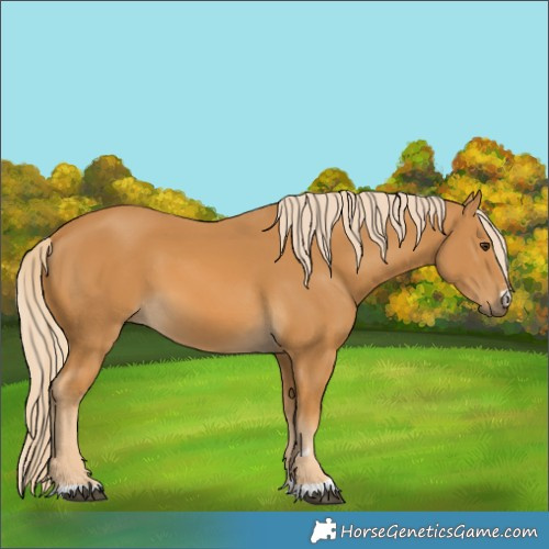Horse Color:Palomino 