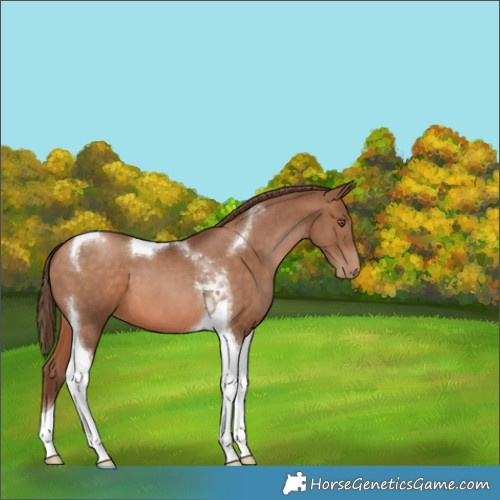 Horse Color:Brown Pearl Tobiano 