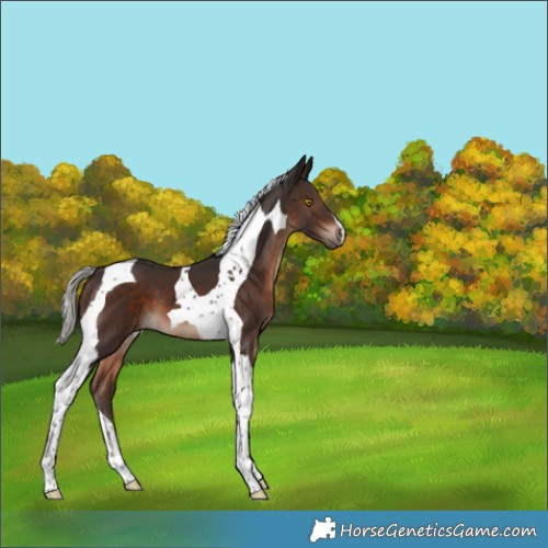 Horse Color:Silver Brown Tobiano