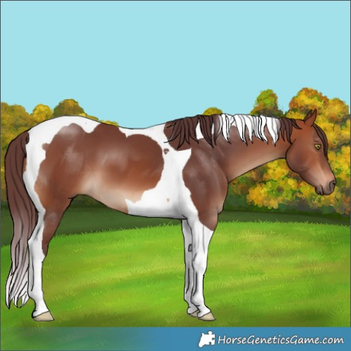 Horse Color:Chocolate Bay Tobiano 