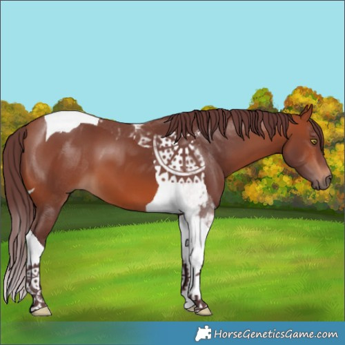 Horse Color:Chocolate Bay Tobiano 