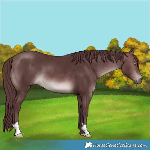 Horse Color:Platinum Chocolate Brown 