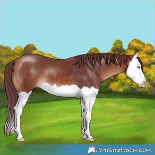 Horse Color:Chocolate Bay Splash 