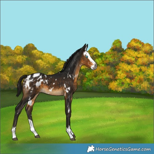 Horse Color:Gray White Spotted Buckskin Splash Appaloosa 
