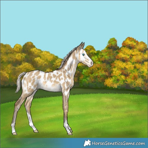 Horse Color:White Spotted Silver Sable Cream Champagne Dun Splash Appaloosa 