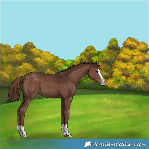 Horse Color:Liver Chestnut Splash 