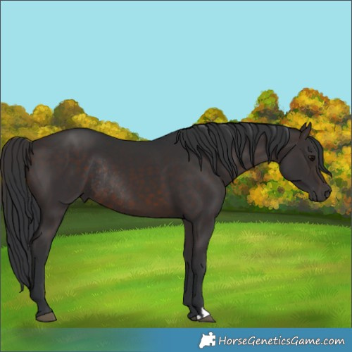 Horse Color:Brown Rabicano 