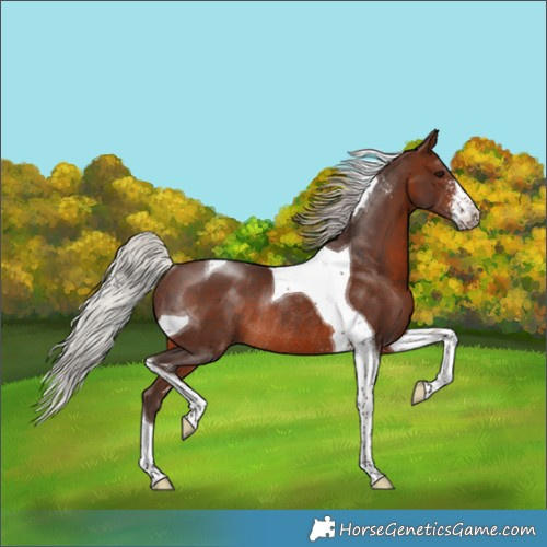 Horse Color:Silver Brown Sabino Tobiano Rabicano