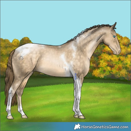 Horse Color:Buckskin Pearl Tobiano 