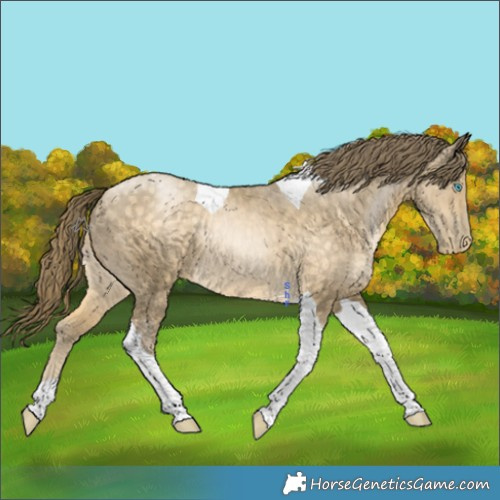 Horse Color:Buckskin Pearl Tobiano 