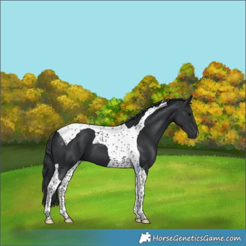 Horse Color:Black Tobiano 