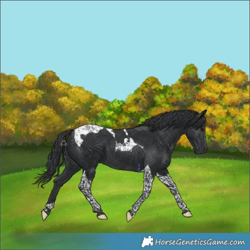 Horse Color:Black Tobiano 