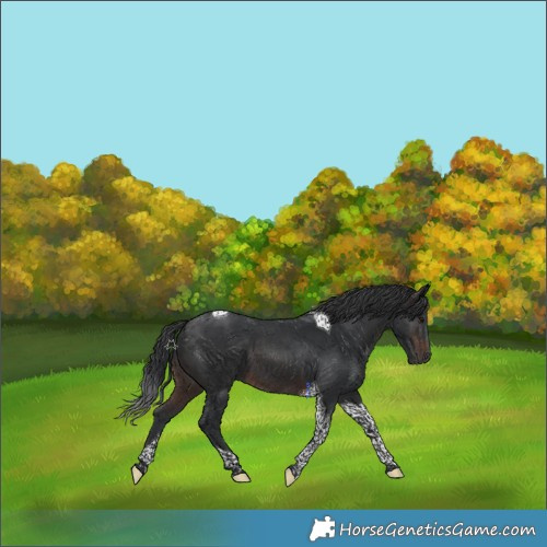 Horse Color:Brown Tobiano 