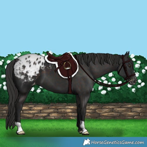 Horse Color:Liver Chestnut Blanket 