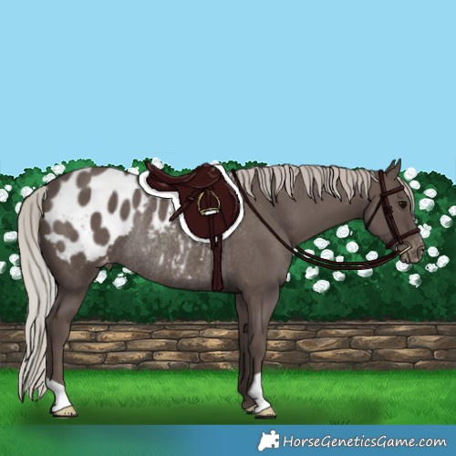 Horse Color:Silver Black Appaloosa Rabicano 