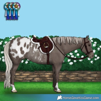 Horse Color:Silver Black Blanket Rabicano 