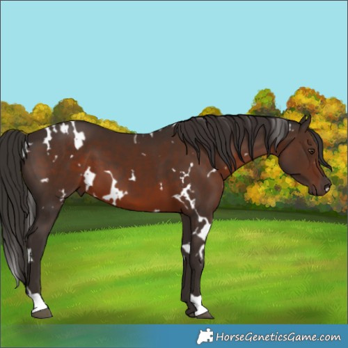 Horse Color:White Spotted Liver Chestnut 