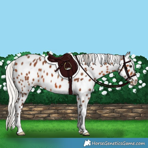 Horse Color:Silver Bay Appaloosa