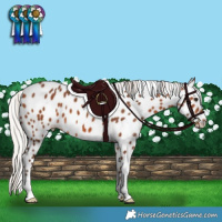 Horse Color:Silver Bay Leopard 