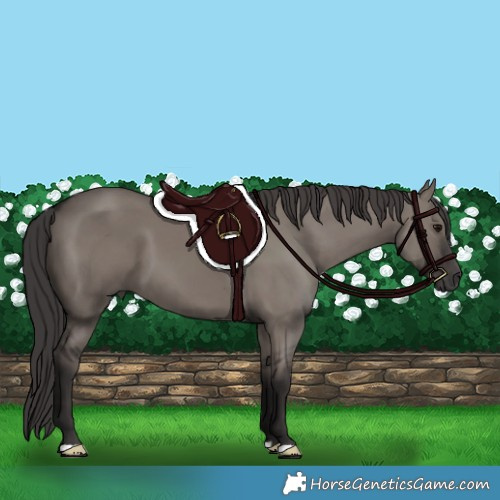 Horse Color:Smoky Grullo 