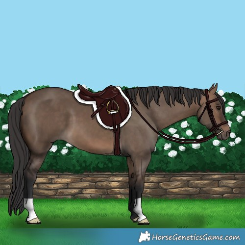 Horse Color:Brown Dun