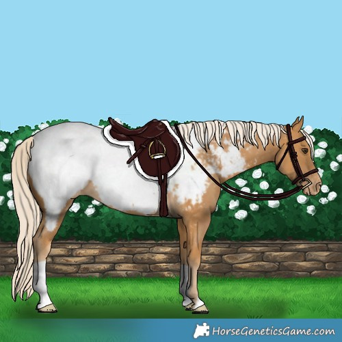 Horse Color:Palomino Snowcap