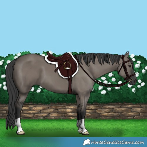 Horse Color:Grullo 