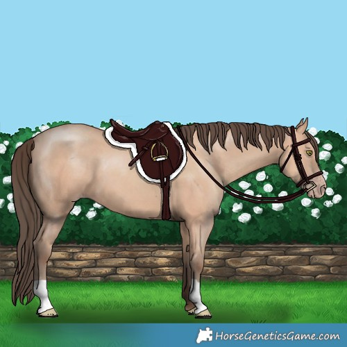 Horse Color:Amber Champagne