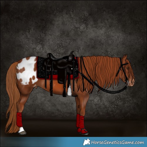 Horse Color:Chestnut Blanket 