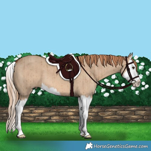 Horse Color:Red Dun Splash Brindle