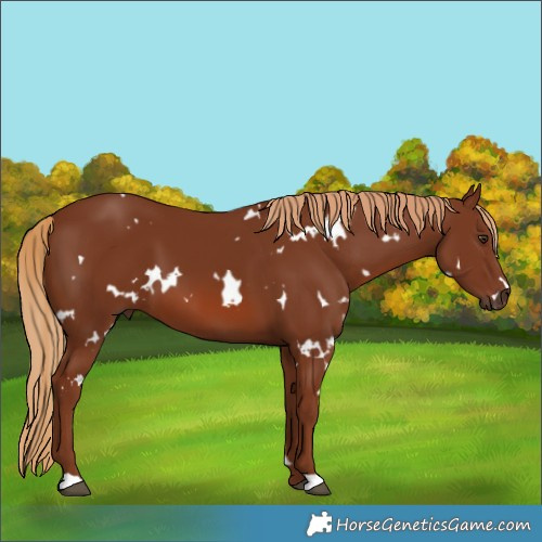 Horse Color:White Spotted Chestnut