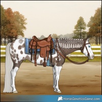 Horse Color:Silver Brown Dun Splash Blanket