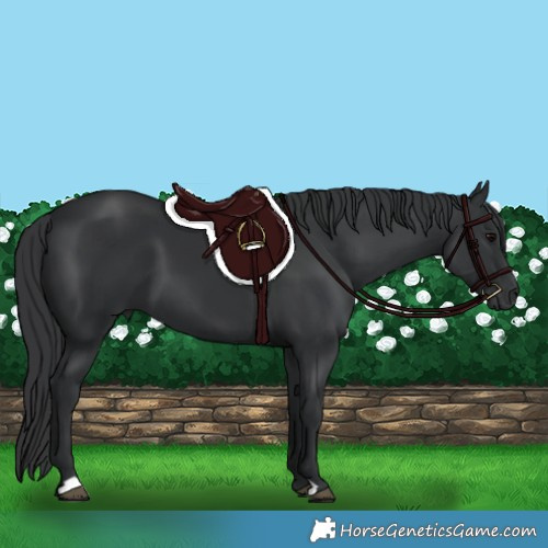 Horse Color:Black 