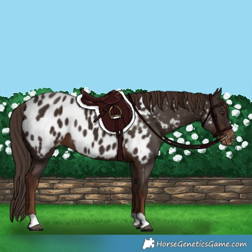Horse Color:Liver Chestnut Near Leopard 