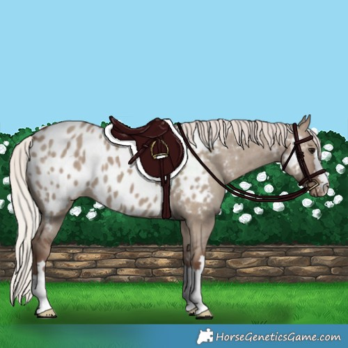 Horse Color:Silver Grullo Near Leopard 