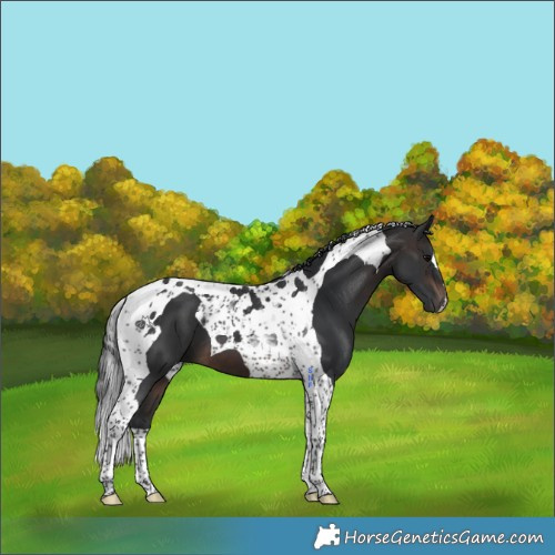 Horse Color:Brown Tobiano