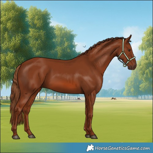 Horse Color:Chestnut 