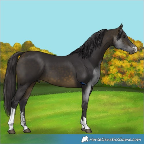 Horse Color:Buckskin Sabino Tobiano