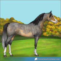 Horse Color:Buckskin Roan Sabino Splash