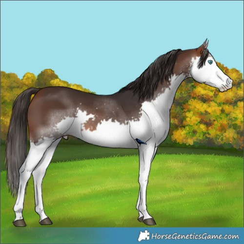 Horse Color:Brown Splash