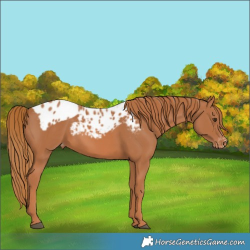 Horse Color:Chestnut Skewed Appaloosa Rabicano 