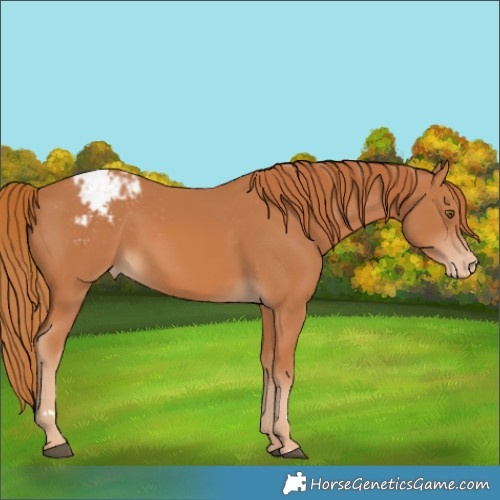 Horse Color:Chestnut Appaloosa 