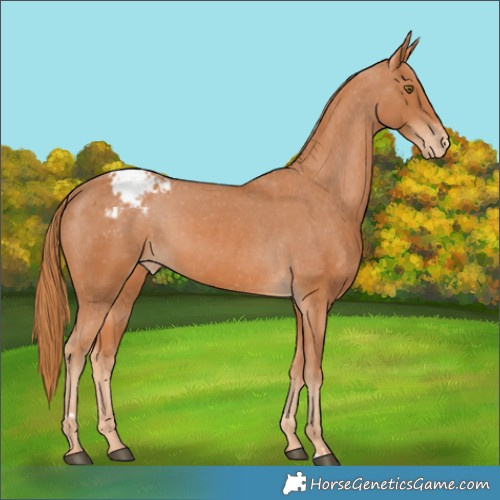 Horse Color:Chestnut Varnish