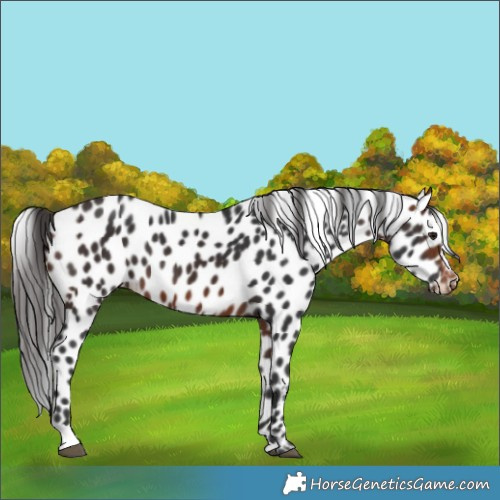 Horse Color:Brown Appaloosa 