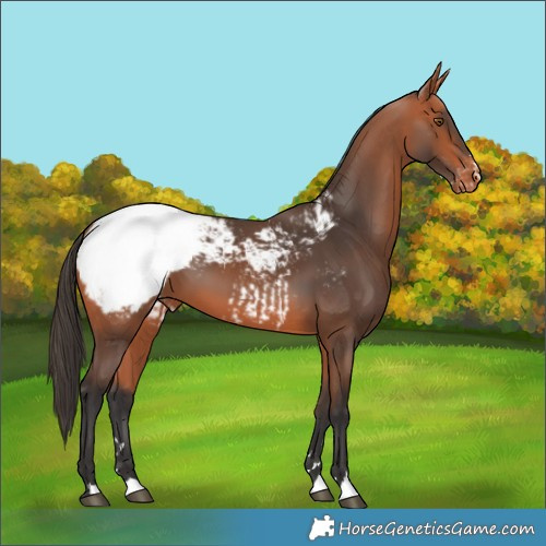 Horse Color:Bay Snowcap