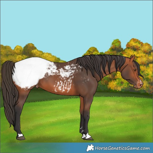 Horse Color:Bay Appaloosa 