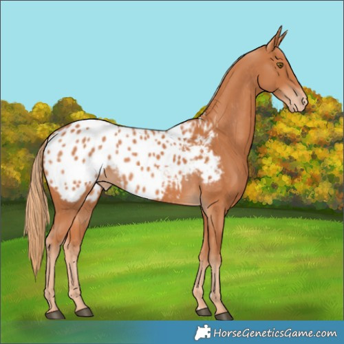 Horse Color:Chestnut Blanket 